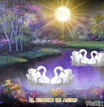 cisnes en el lago - GIF animado gratis