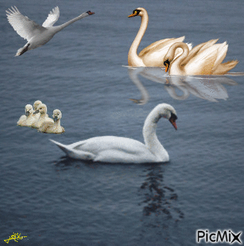 swan - Δωρεάν κινούμενο GIF