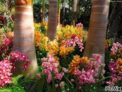 Orquídeas - Ilmainen animoitu GIF