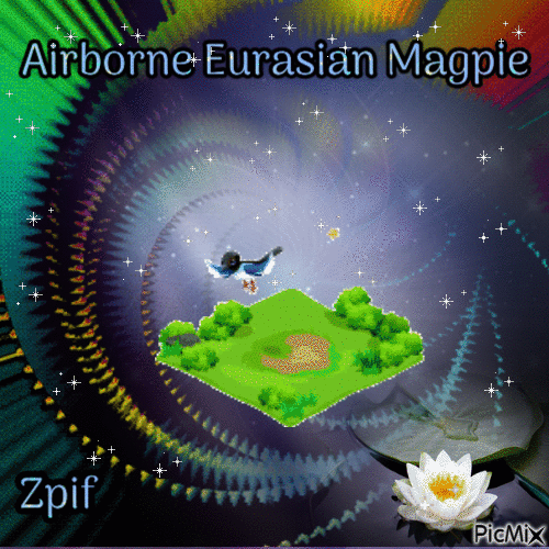 Airborne Eurasian magpie - Gratis geanimeerde GIF