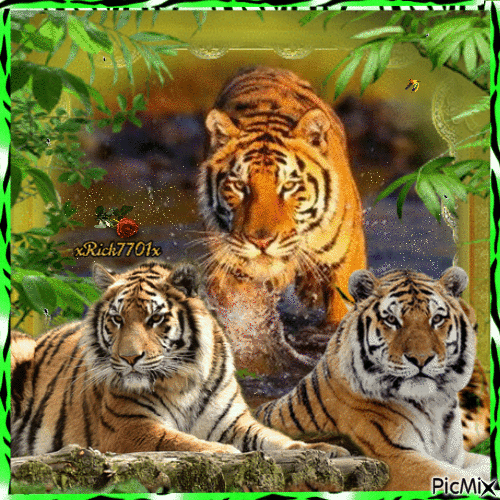 *** Bengal Tigers ***  3-18-24  by xRick7701x - Бесплатный анимированный гифка