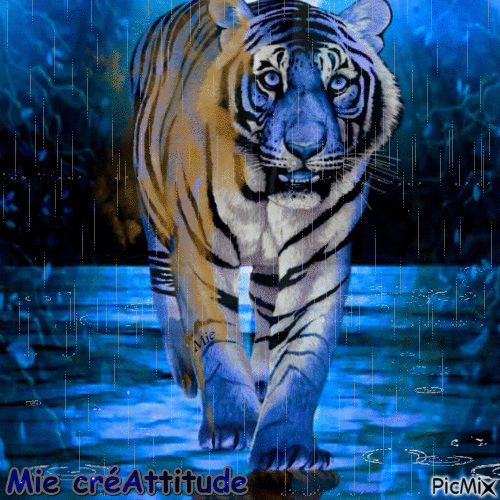 Tigre sous la pluie - Free animated GIF