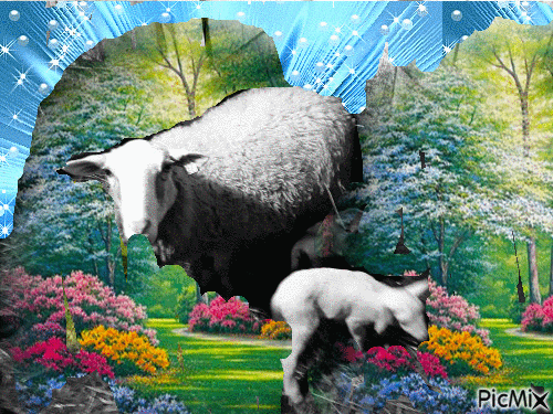 ovčka na paši - GIF animado gratis