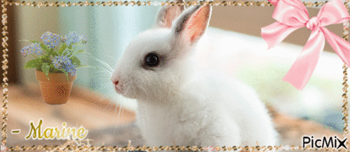 J’adore le lapin - GIF animado grátis