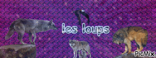 les loups - Бесплатный анимированный гифка
