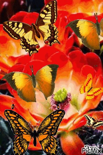 Бабочки - Free animated GIF
