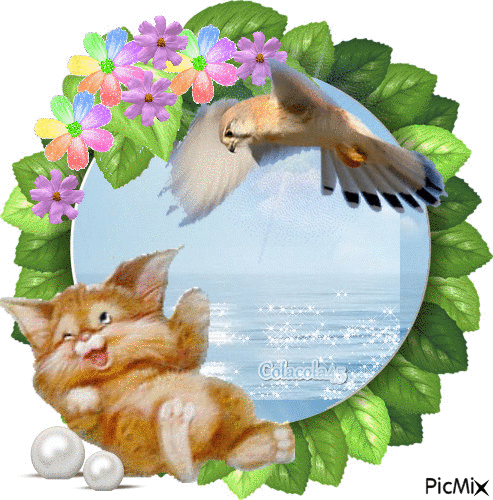 kočka a pták - Ingyenes animált GIF