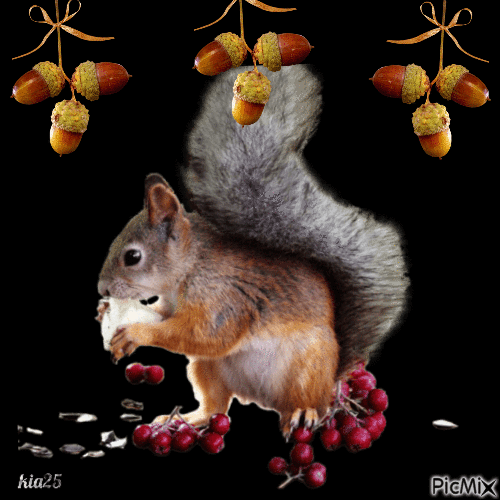 écureuil - Nemokamas animacinis gif