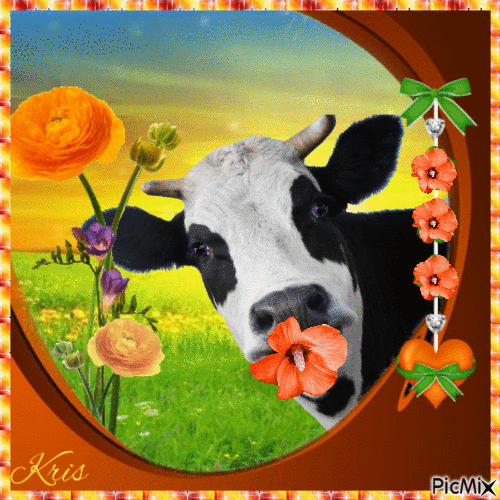 Vache et fleurs orange - Free animated GIF