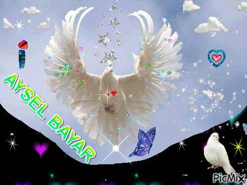 Beyaz Güvercin - GIF animado grátis
