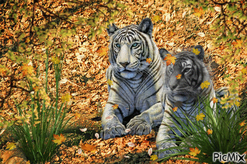 Tigres - GIF animé gratuit