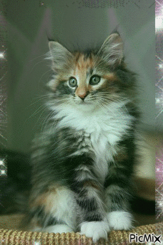 Kitten - Gratis geanimeerde GIF