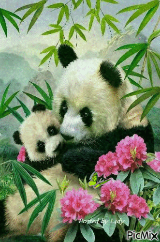 panda - Ilmainen animoitu GIF