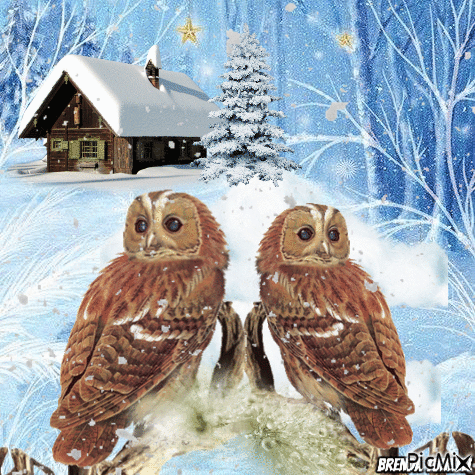 winter owl - Animovaný GIF zadarmo
