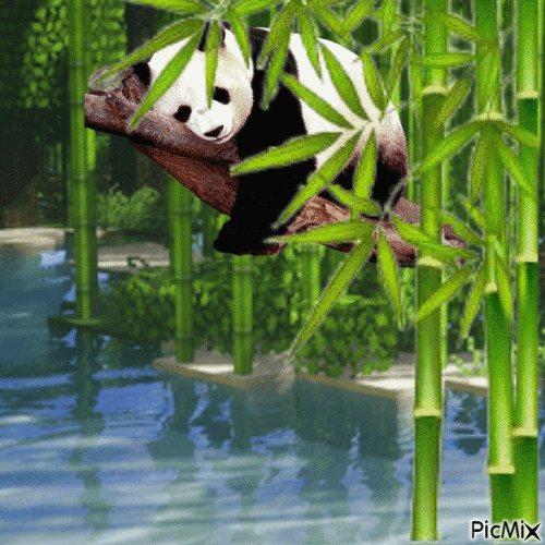 Panda - Gratis animerad GIF