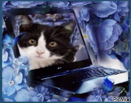 Amazing Cat - GIF animasi gratis