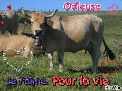 vaches aubrac - 無料のアニメーション GIF