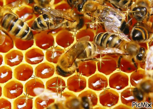 пчелы - GIF animado gratis