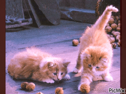 Amazing cats - Darmowy animowany GIF