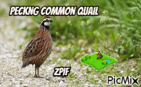 Pecking Common Quail - GIF animé gratuit