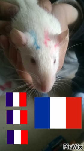 Belle notre ratte, euro 2016 france - gratis png