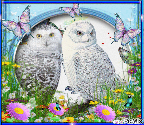 OWLS AND FLOWERS - Бесплатный анимированный гифка