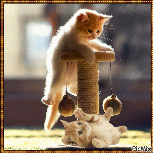 playing kittens - Darmowy animowany GIF
