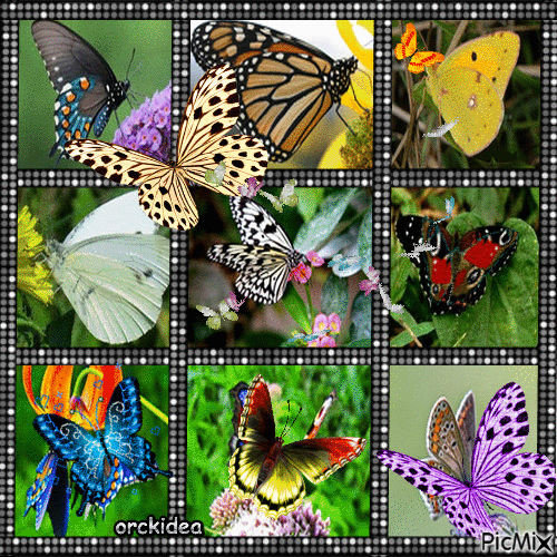 Tableau papillons - Ingyenes animált GIF