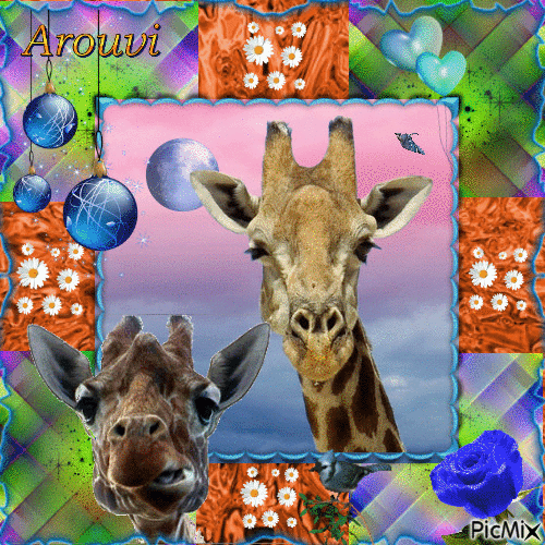 Girafes - Бесплатный анимированный гифка
