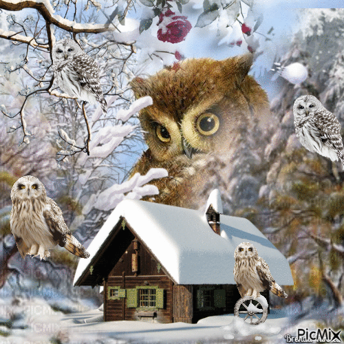 winter owl - Бесплатный анимированный гифка