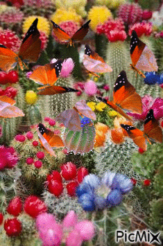 Mariposas en los cactus - Kostenlose animierte GIFs