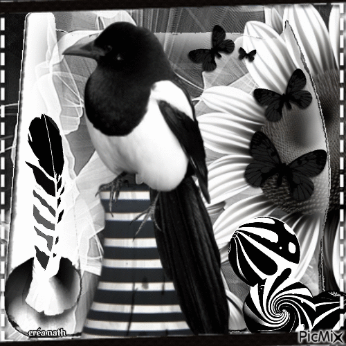 Noir et blanc - Безплатен анимиран GIF