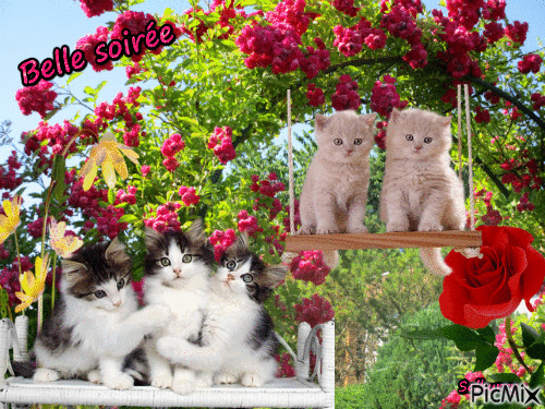 Les chats - Bezmaksas animēts GIF