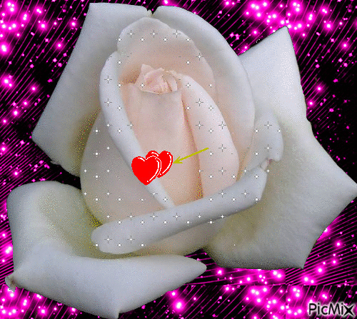 trandafir alb - GIF animado grátis