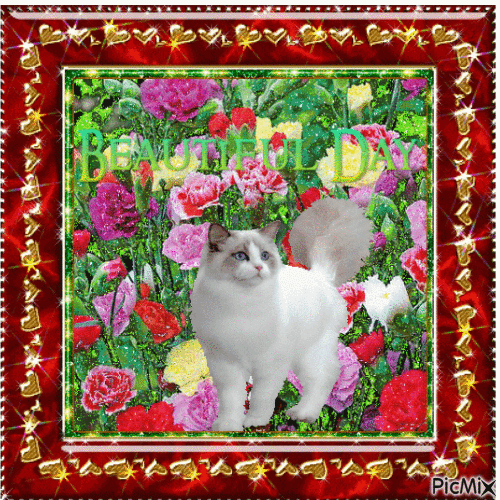 Beautiful Day-Cat in carnation field gif - Бесплатный анимированный гифка