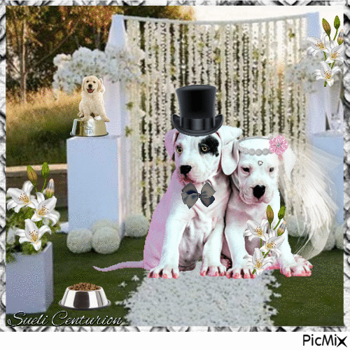 Cachorros se casando - Gratis geanimeerde GIF