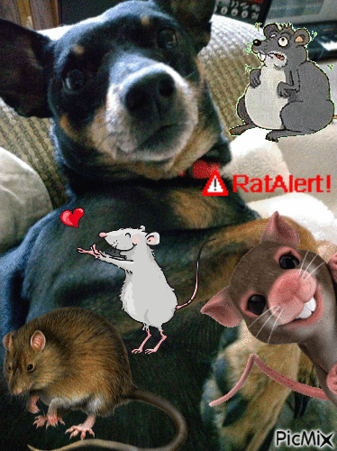 IT"S A RAT!1!1!1!1!1!1 - Zdarma animovaný GIF
