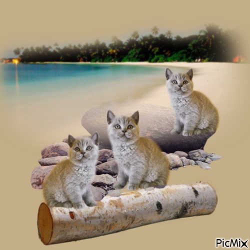 LOVELY CATS - nemokama png