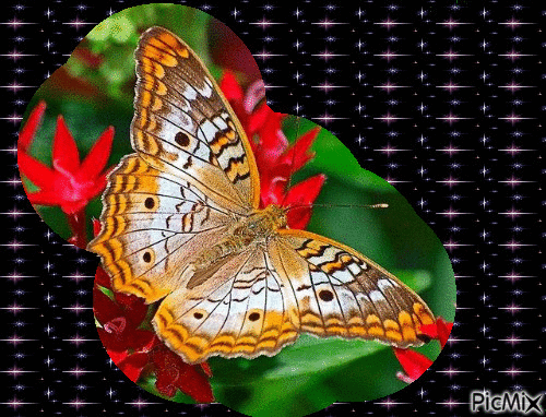 le papillon sous les étoiles - Ücretsiz animasyonlu GIF