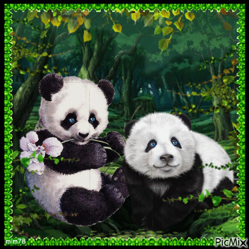 pandi panda - Zdarma animovaný GIF