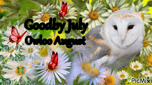 OWLOO AUGUST - Бесплатный анимированный гифка
