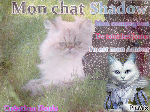 Mon chat Shadow - Besplatni animirani GIF