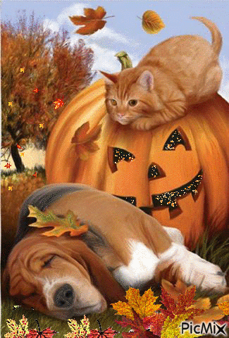 Pumpkin Cat - Gratis animerad GIF