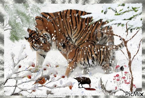 HD tigres sous la neige - 免费动画 GIF