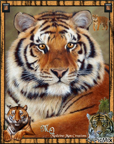 tigers galore - Darmowy animowany GIF