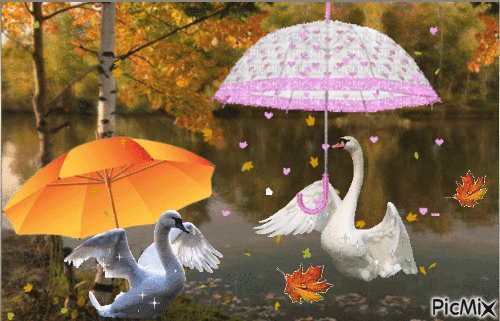 влюбленные лебеди - Zdarma animovaný GIF
