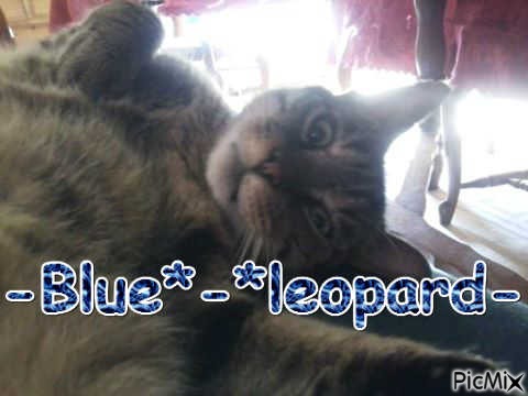 -Blue*-*leopard- - bezmaksas png