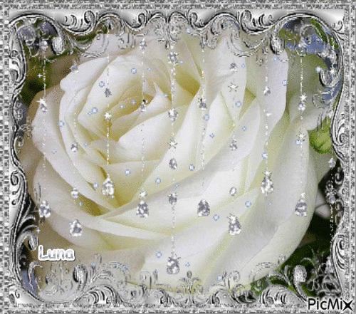 rose blanca - Gratis geanimeerde GIF