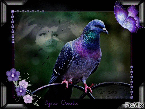 carrier pigeon 🕊 - Nemokamas animacinis gif