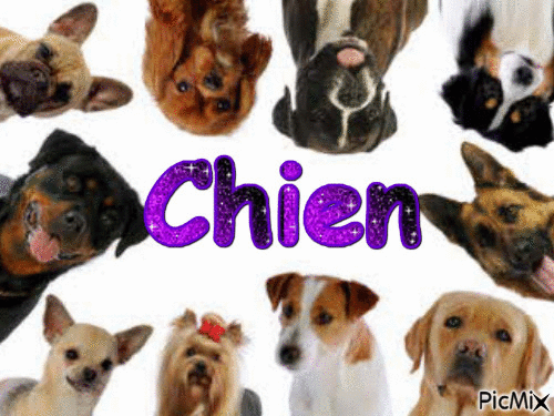 Chien - GIF animé gratuit